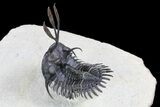 Trident Walliserops Trilobite - Flying Preparation #72750-1